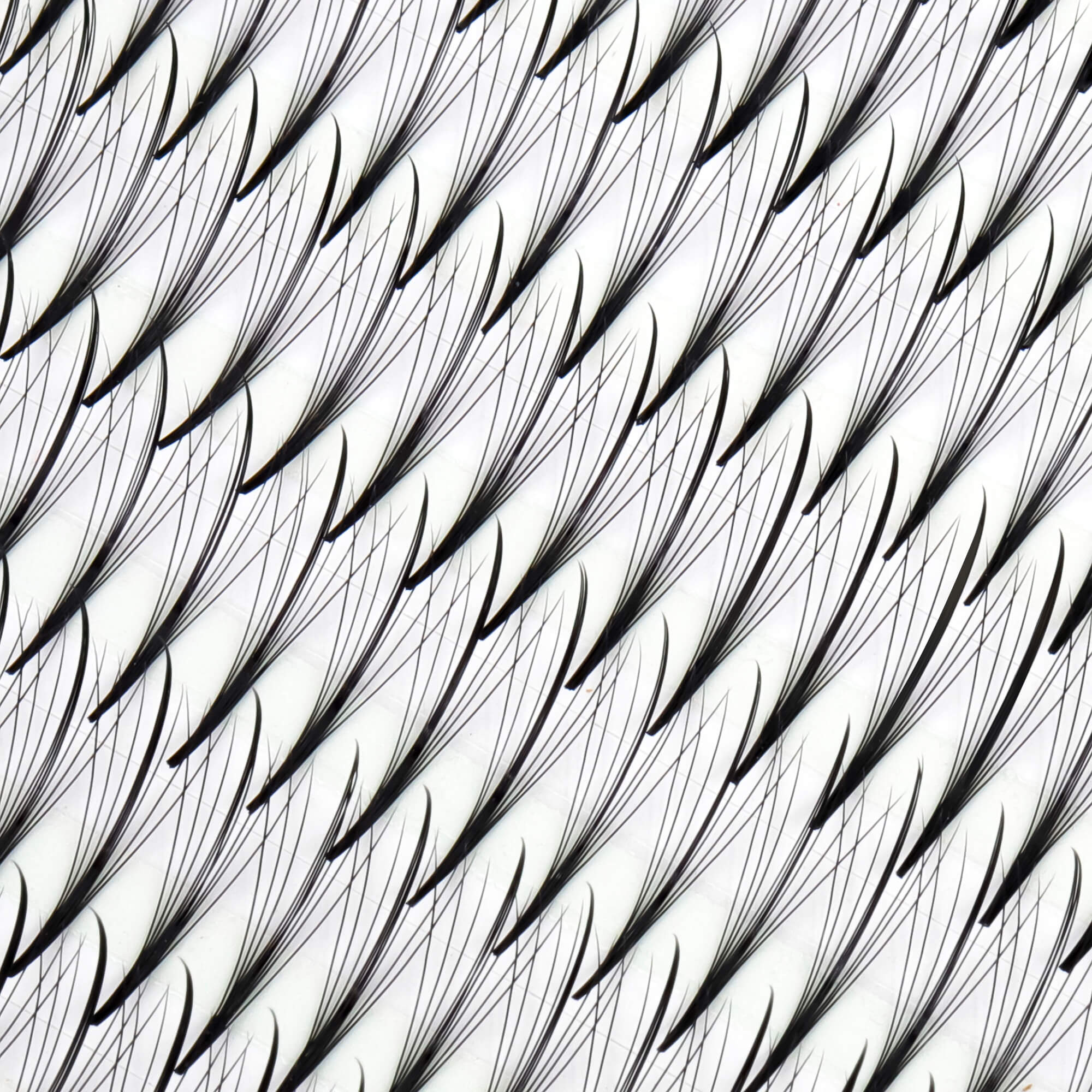 Premium wispy fan lashes - 7D - 540 fans - wispy lashes