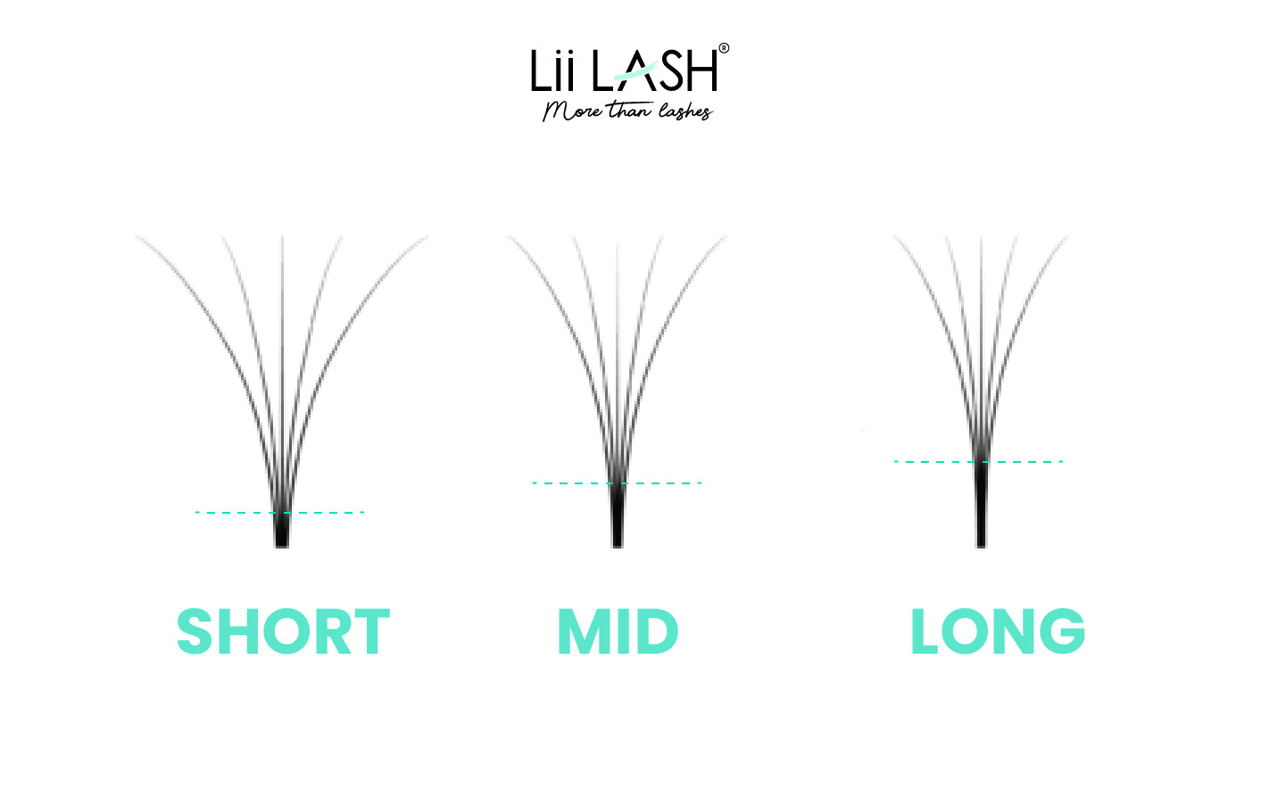 The Anatomy of Perfect Lash Fans: Did you Know?