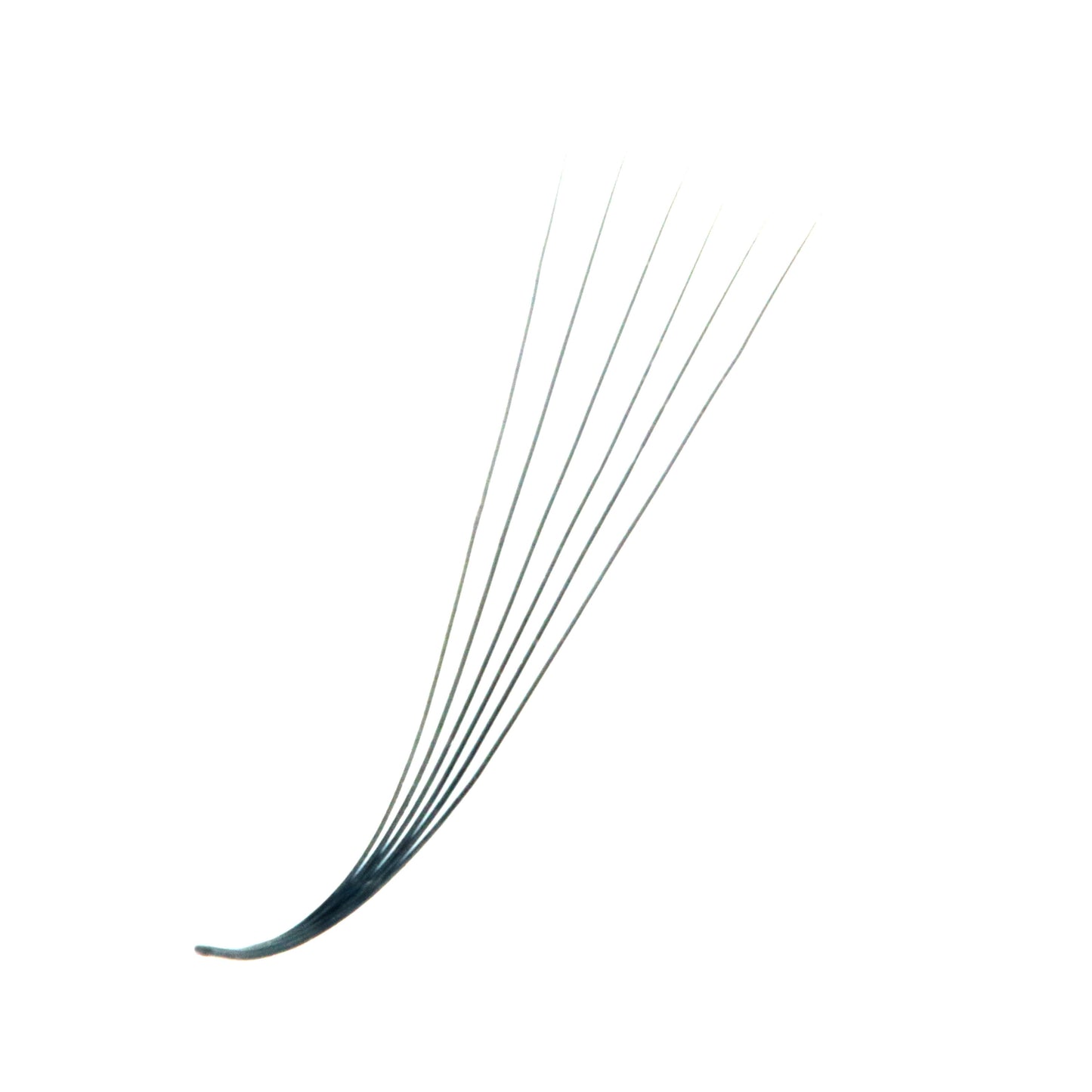 M Curl Premade Fans